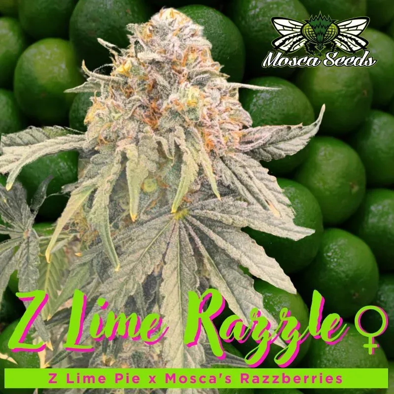Z Lime Razzle Feminized Seeds