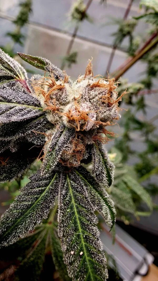 Lady Lemone Feminized Seeds