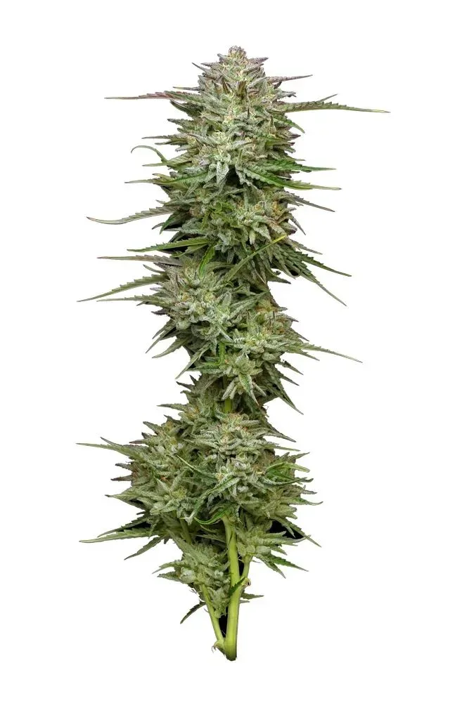 Pound Town Auto Feminised Seeds