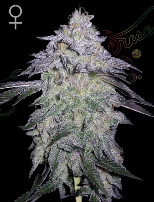 Nori Cake Feminised Seeds
