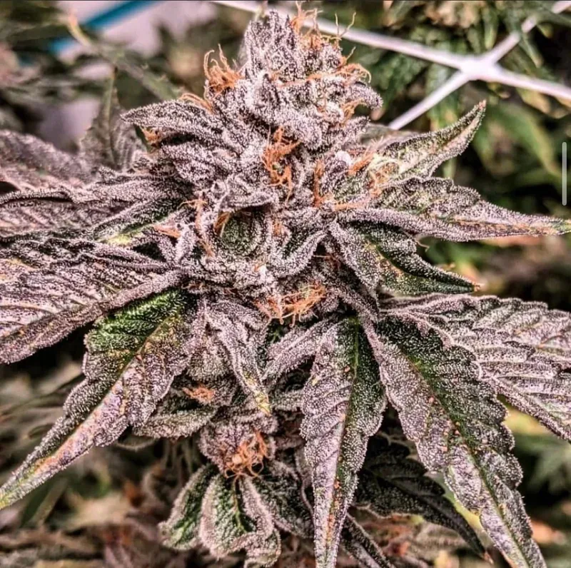 Zeltzer Feminized Seeds