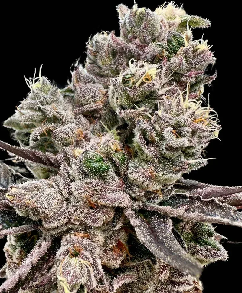 Platinum Green Apple Candy Feminized Seeds
