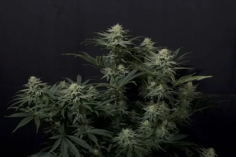 GG4 Sherbet FAST Feminised Seeds