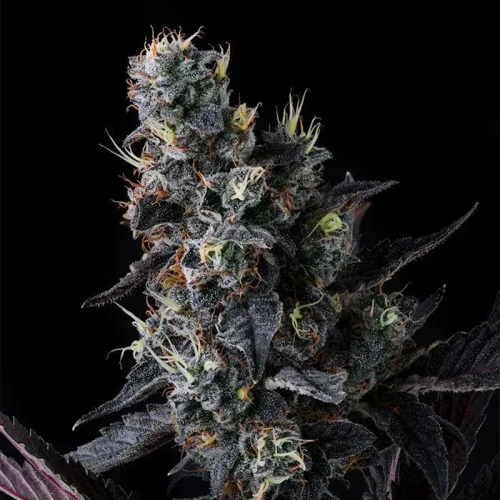 Giggin' Grapes Feminized Seeds