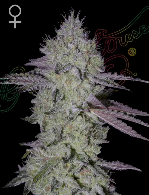Tarte Tatin Feminised Seeds