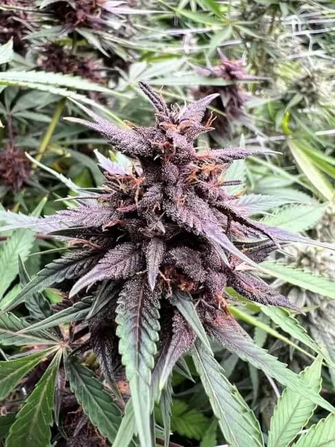 Neon Gummyz Auto Feminised Seeds