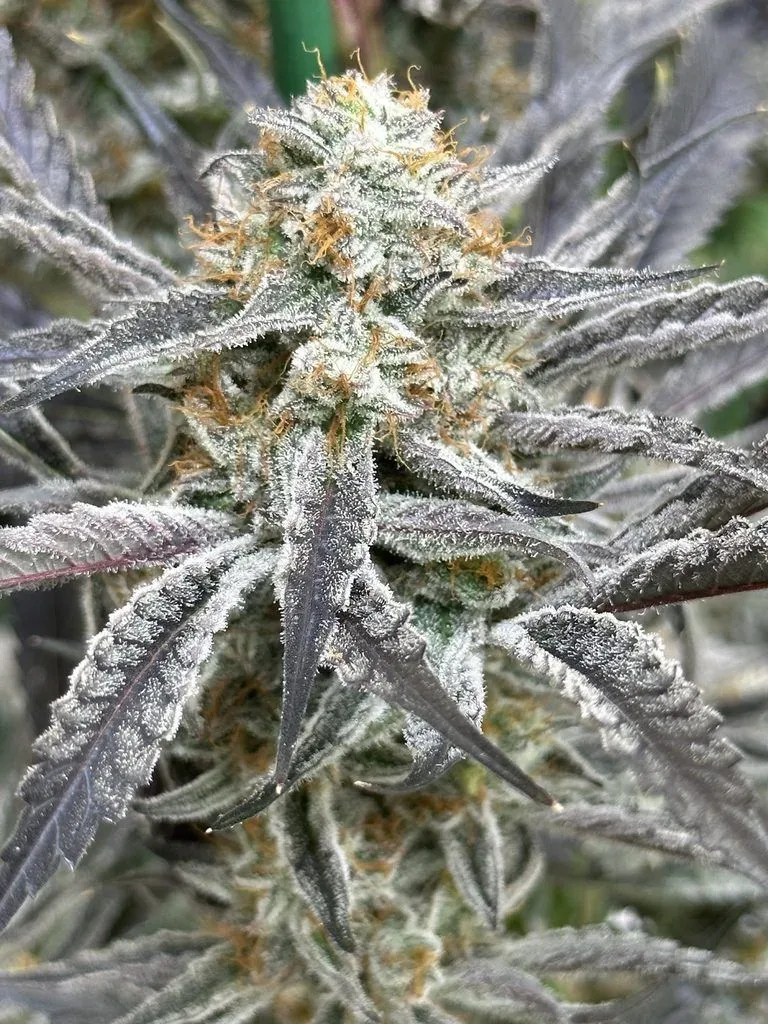 Strawberry Cadillac Feminized Seeds