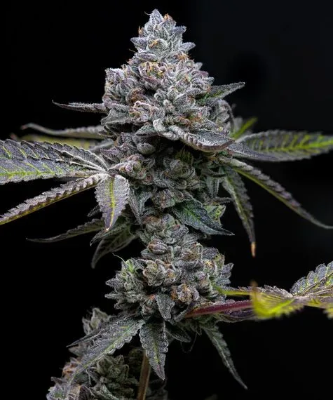 Apple Fritter Feminized Seeds