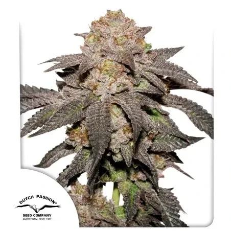 Kingston Punch Feminized Seeds