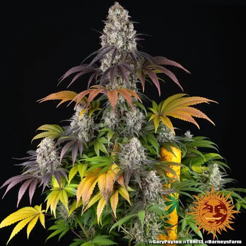 Gary Payton Feminized Seeds