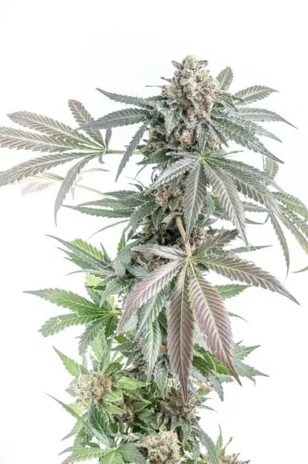 Gorilla Cookies Cake Auto Feminised Seeds