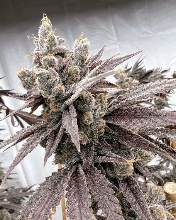 Shot Caller Feminized Seeds