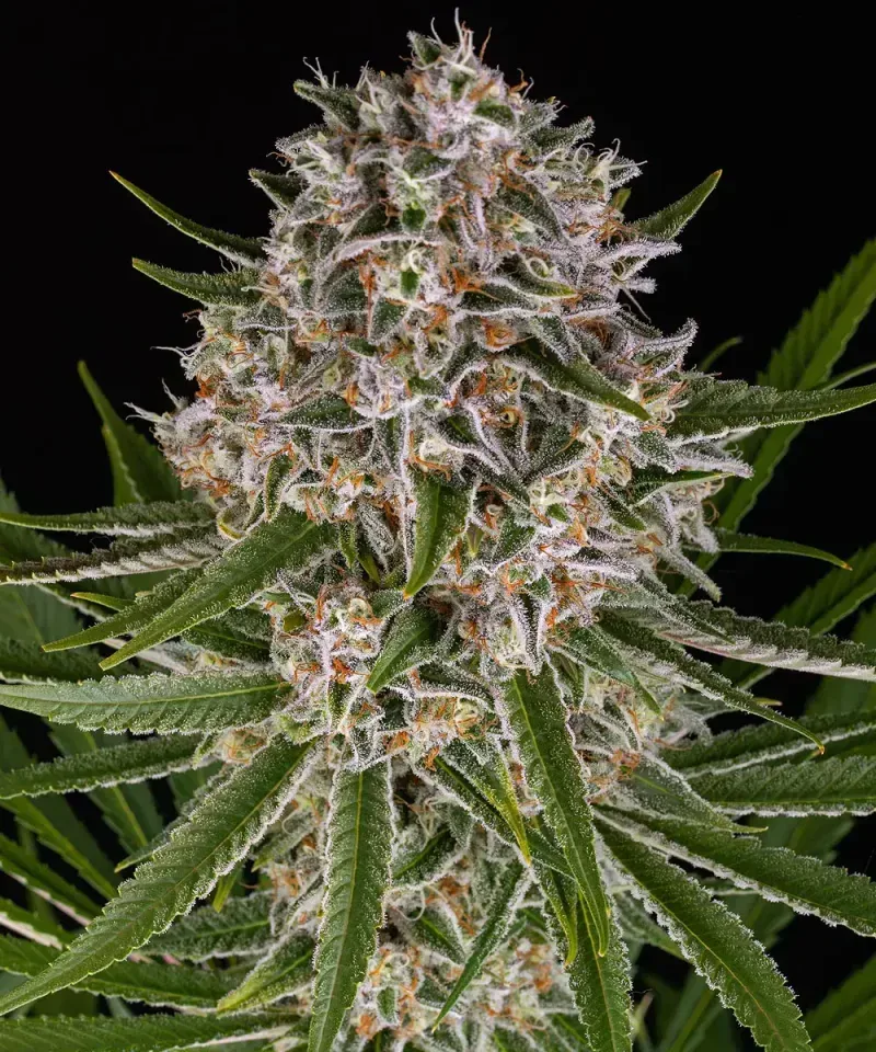 Lemon Haze Auto Feminised Seeds