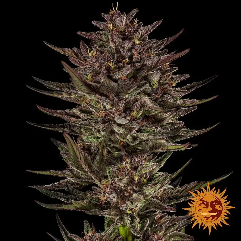 Frosted Zinn x Cookie Dog Auto Feminized Seeds