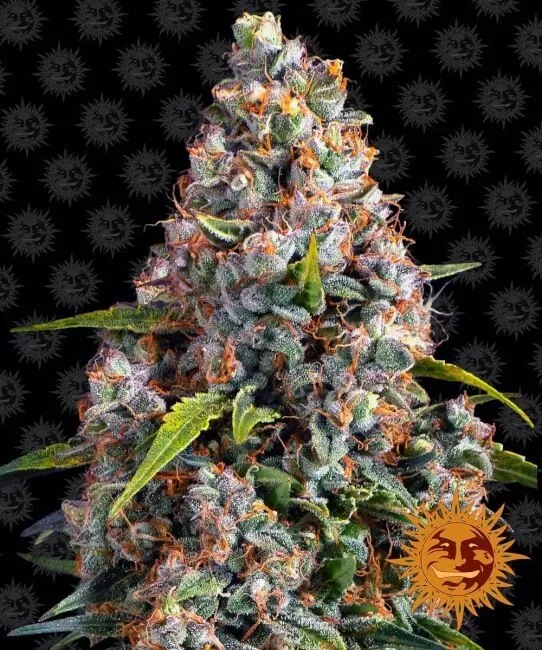 Strawberry Cheesecake Auto Feminised Seeds