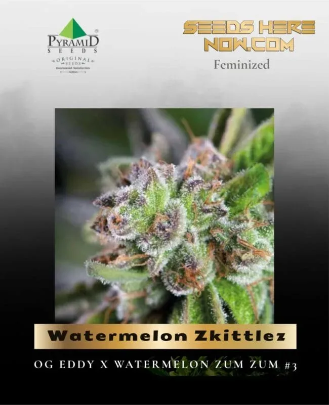 Watermelon Zkittlez Feminised Seeds