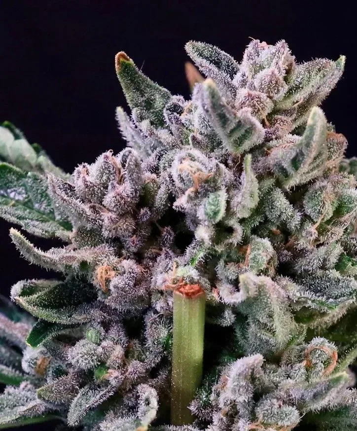 Gelato 41 Feminized Seeds