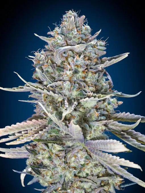 Blue Dream FAST Feminised Seeds