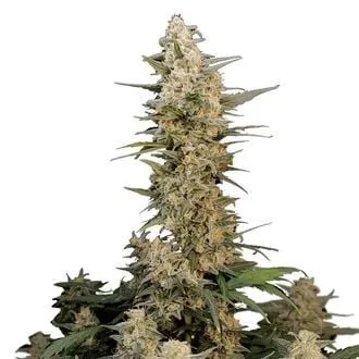 Original Critical Auto Feminised Seeds
