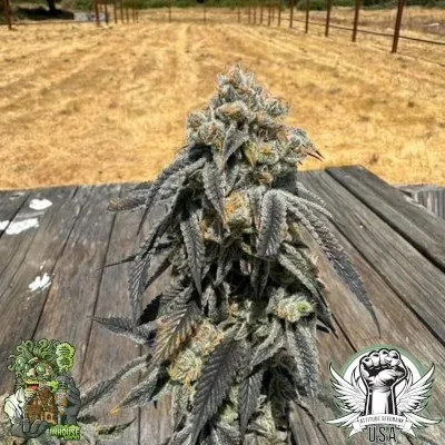 Black Cherry Bliss Feminized Seeds