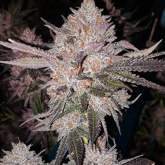 OG Kush Auto Feminized Seeds