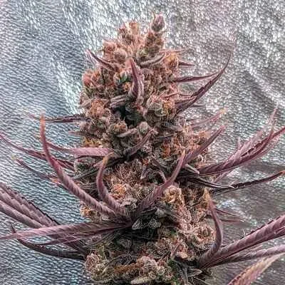 Panama Haze Regular Seeds