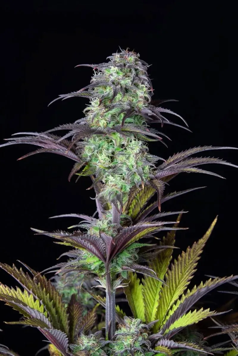 Original Blueberry Auto Feminised Seeds