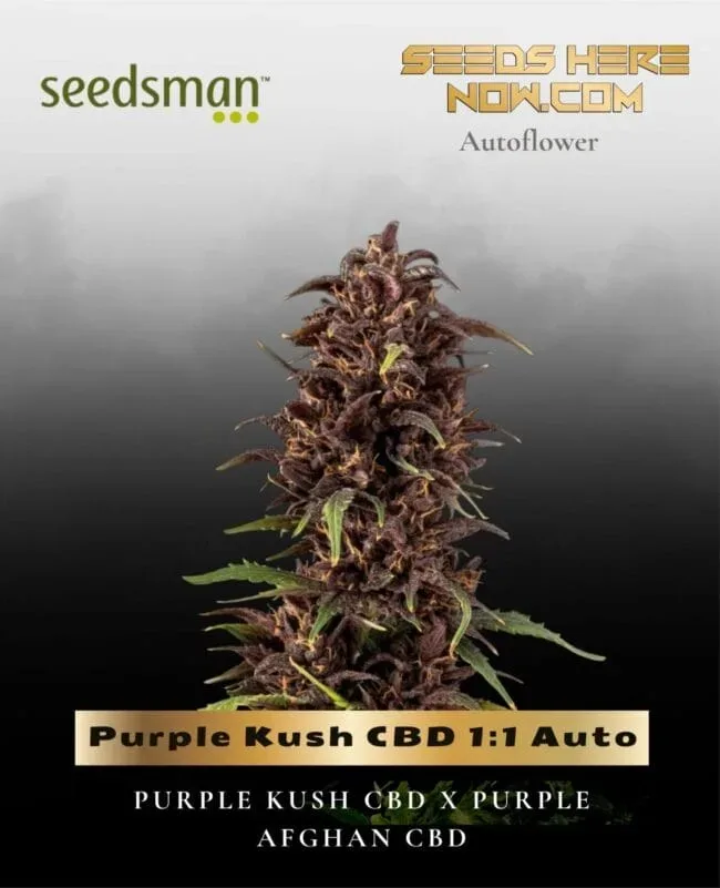 Purple Kush CBD 1:1 Auto Feminised Seeds