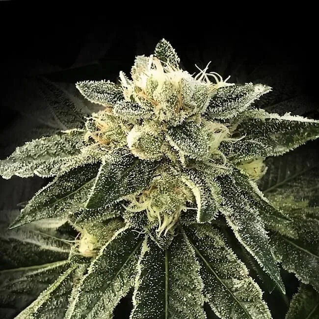 White Chocolope Feminised Seeds
