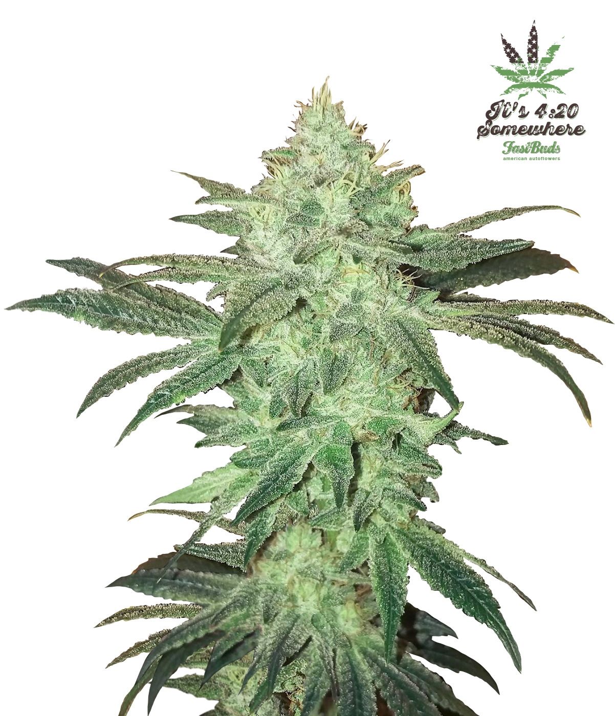 Autoflower Seeds