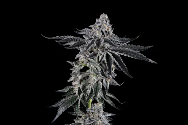 Sugar Fly Feminized Seeds