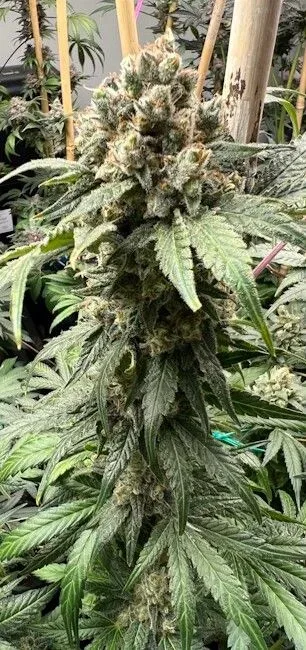 Tapestry Feminized Seeds