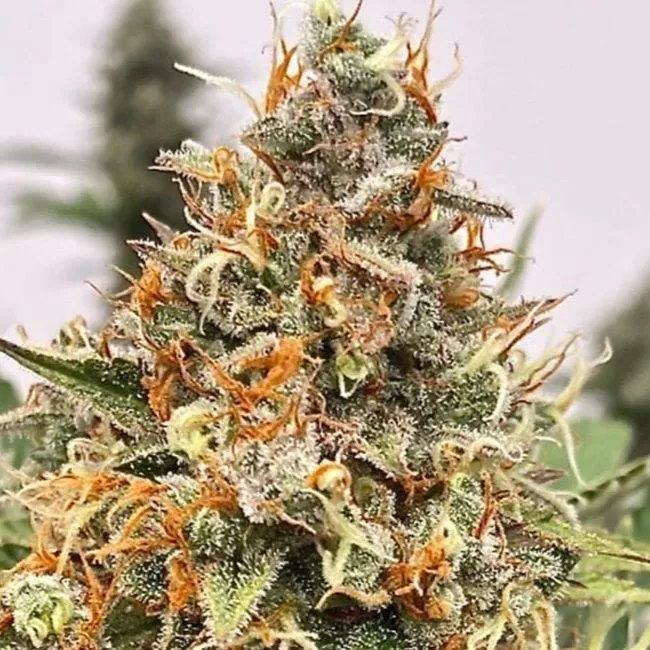 Mendo Butter Feminized Seeds