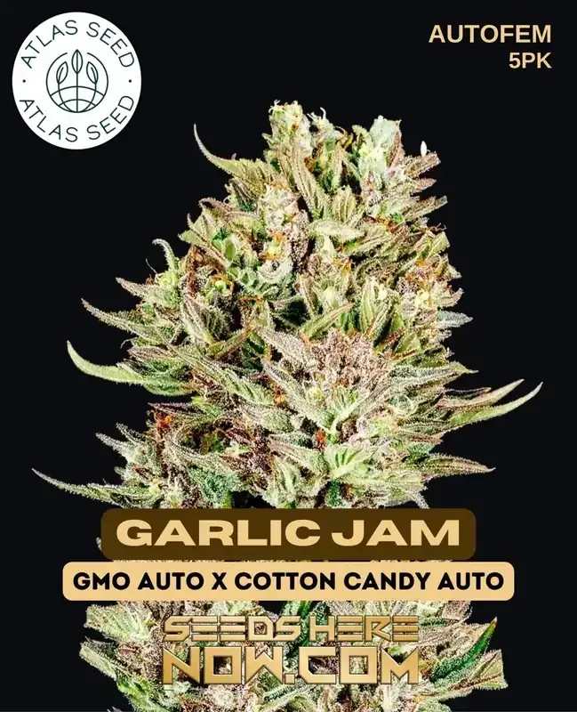 Garlic Jam Auto Feminized Seeds
