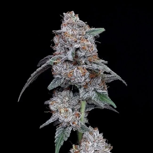 The Big Mac Auto Feminized Seeds