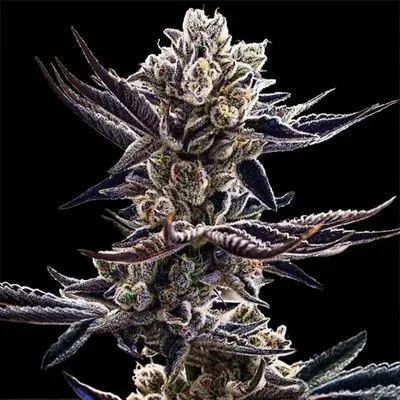 Platinum Kush Breath Feminized Seeds