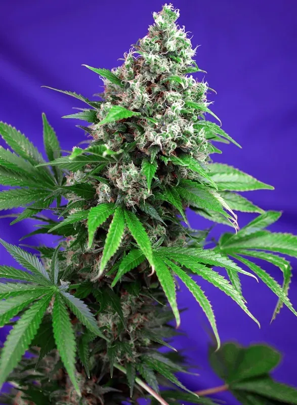 Killer Kush F1 FAST Version Feminised Seeds
