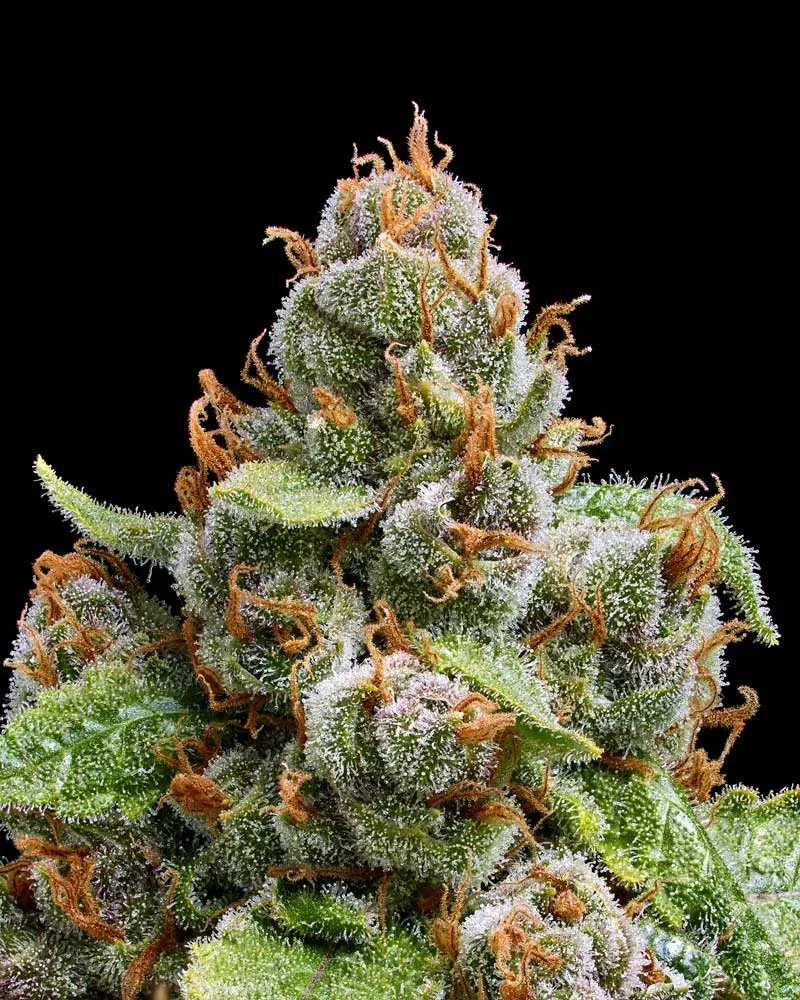 The Upsetter Feminised Seeds