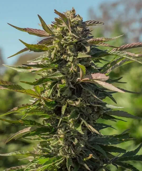 Snow Panda FAST Feminized Seeds