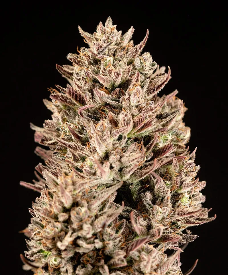 GMO Auto Feminized Seeds