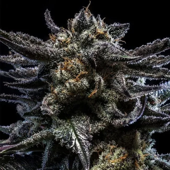Zombie Kush Auto Feminised Seeds