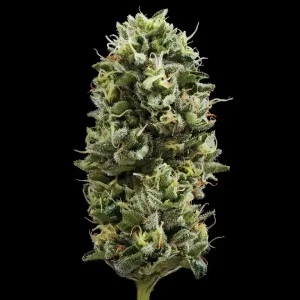 Snack Pack Feminised Seeds
