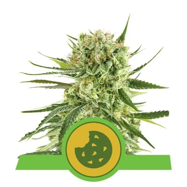 Royal Cookies Auto Feminised Seeds