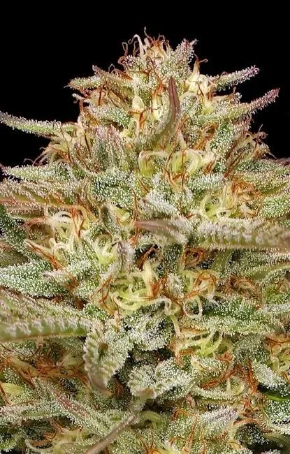 Orange Creampop Feminised Seeds