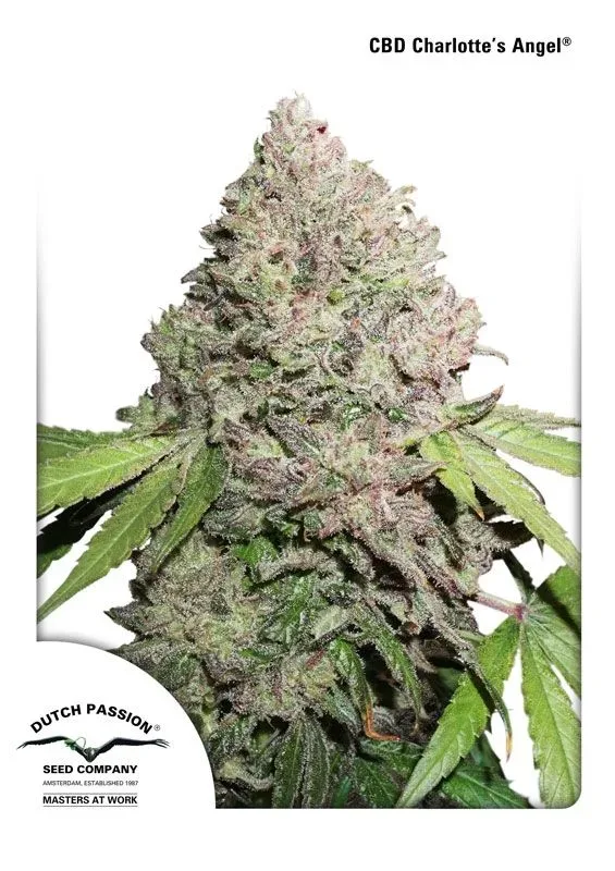 High CBD Strains