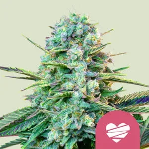 Wedding Crasher Feminised Seeds