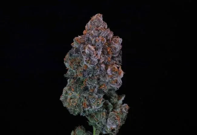 Green Apple Candy Feminized Seeds