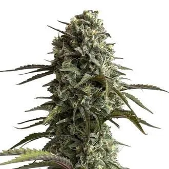 Original Skunk Auto Feminised Seeds