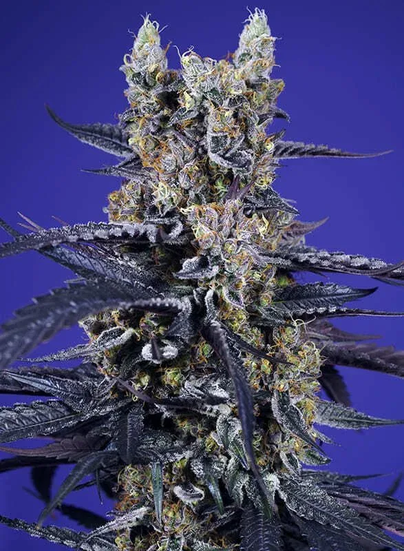 Super Boof XL Auto Feminized Seeds