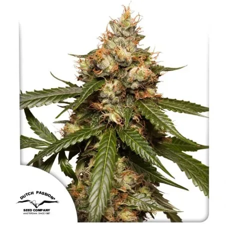 THC-Victory Auto Feminised Seeds